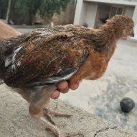جوجه محلی یکجا بفروش میرسد