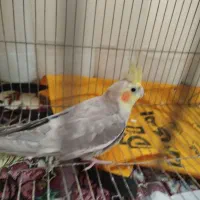 عروس هلندی نر جوان