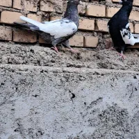 سینه کوهی وسینه سیاه