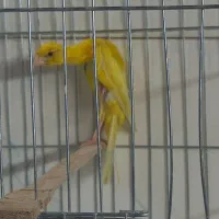 پرنده قناری کرست رسمی جیبوس