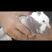 کبوتر گم شده