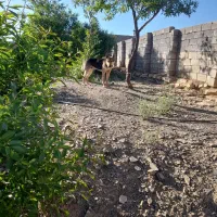سگ گرگی نر|سگ|همدان, |دیوار