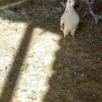 کبوتر تهرانی