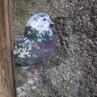 کبوتر با کفتر نر پرشی|پرنده|پاکدشت, پاکدشت (مامازند)|دیوار