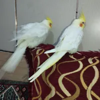 عروس هلندی های  بالغ و سخنگو|پرنده|میناب, |دیوار