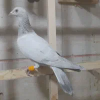 کبوتر هفرنگ