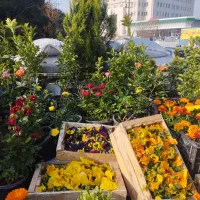 سمپاشی باغبانی|خدمات باغبانی و درختکاری|پردیس, فاز ۲|دیوار