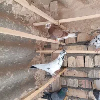 کبوتر پرشی|پرنده|قم, آزادگان|دیوار