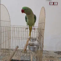 شاه طوطی سخن گو  با قفس رایگان