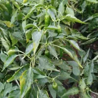 فلفل ریزه تند و شیرین|خوردنی و آشامیدنی|قهدریجان, |دیوار