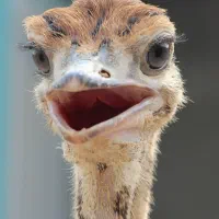 جوجه شترمرغ تخم خوراکی روغن بلدرچین بوقلمون