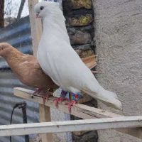 سفید چشم نوک سفید عروسک