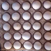 تخم مرغ نطفه دار  و تخم اردک نطفه دار