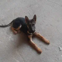 سگ ژرمن سه ماهه ماده