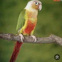 پرنده گرینچیک گمشده