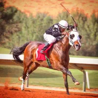 کره مادیان یکسر وارداتی کورسی زلس فرد