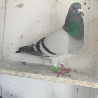 پلاکی