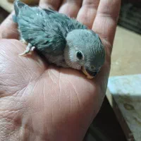 طوطی سرلاکی|پرنده|شوش, |دیوار