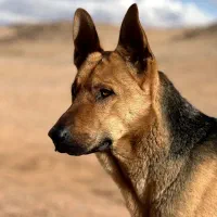 سگ نگهبان تربیت شده . ژرمن|سگ|خور (اصفهان), |دیوار