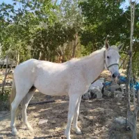 اسب ماده عرب۷ساله|اسب و تجهیزات اسبسواری|بندر ماهشهر, |دیوار