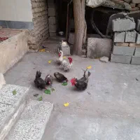 تخم مرغ جاپنیز