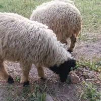 بره نر چاق بخور سرحال قیمت مناسب