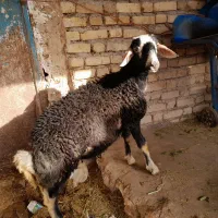 بره نر