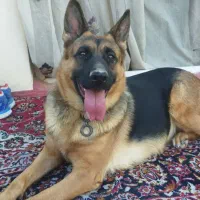 سگ ژرمن شپرد ورک