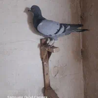 کبوتر کفتر  ارزون