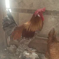پاپر فول قشنگ