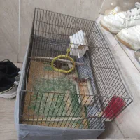 فنچ و قفس پرنده|پرنده|ملایر, |دیوار