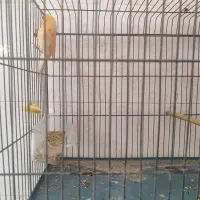 قناری نر|پرنده|سیرجان, |دیوار