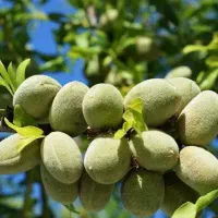 پیش فروش نهال بادام شکوفه|خدمات باغبانی و درختکاری|جوادآباد, |دیوار