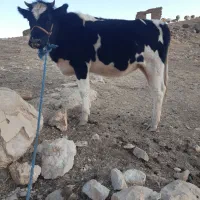 گاوداشتی وگوساله ماده هردو۴ماه ابستن