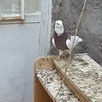 تابلو طرح کفتر