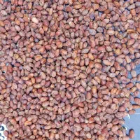 قصب|خوردنی و آشامیدنی|برازجان, |دیوار