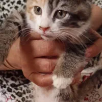 بچه گربه