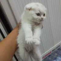 گربه