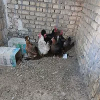 مرغ بومی تخمگذار