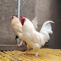 تخم مرغ رسمی|خوردنی و آشامیدنی|ساوه, |دیوار