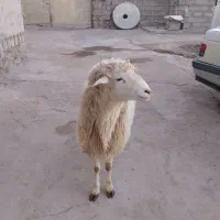 یک عدد قوچ جوان