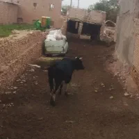 زمین|فروش زمین و ملک کلنگی|مشهد, كنويست|دیوار