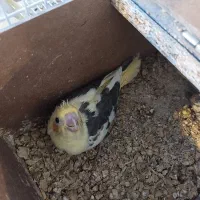 عروس هلندی دوکت لوتینو با تخم وجوجه|پرنده|مشهد, شهرک مهرگان|دیوار