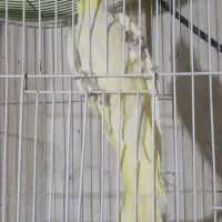 عروس ماده لوتینو|پرنده|شهرضا, |دیوار