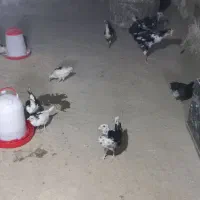 تخم نطفه دار گلین اصل