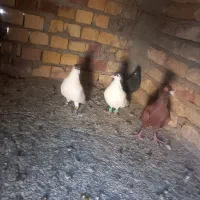 پرشی|پرنده|قائن, |دیوار