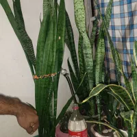 گل با گلدون دونه ای ۳۰۰|گل و گیاه طبیعی|تولم شهر, |دیوار