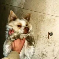 سگ پاکوتاه|سگ|گنبد کاووس, |دیوار