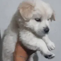 اشپیتز پدر و توله ها|سگ|قرچک, مجتمع مسکونی طبیعت|دیوار