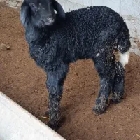 بره نر شیرخوار جنس|حیوانات مزرعه|سیجوال, |دیوار